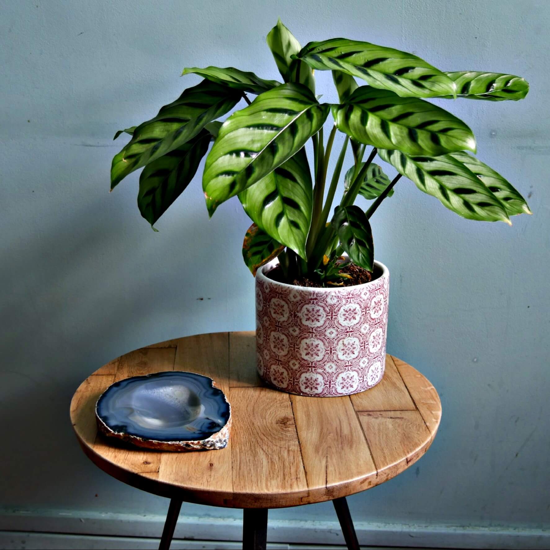 Gueridon Leon - Carré